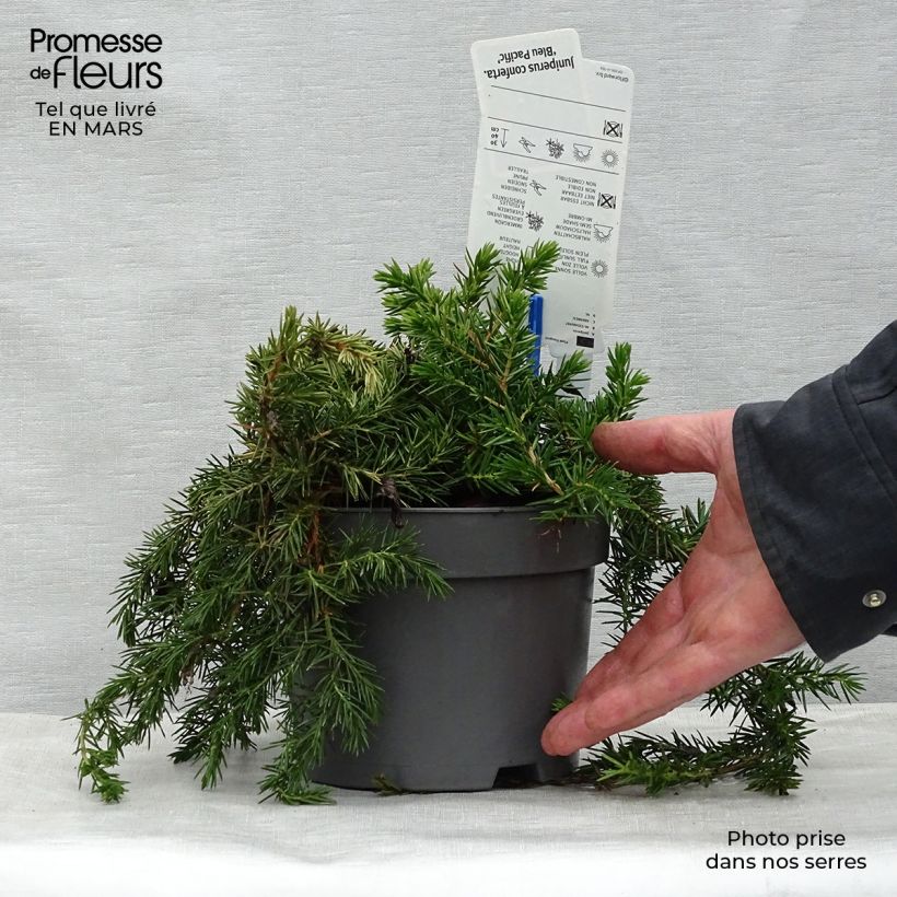 Spécimen de Genévrier des plages -  Juniperus conferta Blue Pacific Pot de 2L/3L tel que livré au printemps