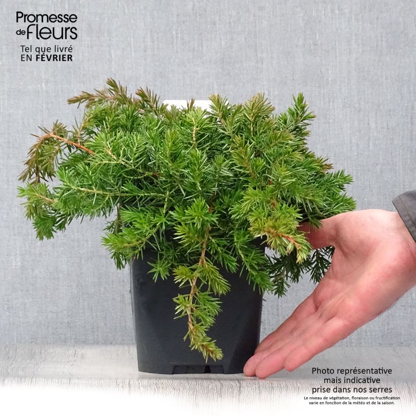 Spécimen de Genévrier des plages -  Juniperus conferta Blue Pacific Pot de 2L/3L tel que livré en hiver