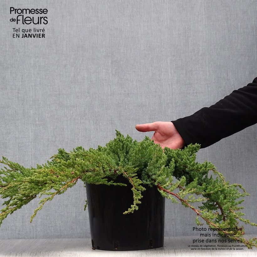 Spécimen de Genévrier des plages -  Juniperus conferta Blue Pacific Pot de 7,5L/10L tel que livré en hiver