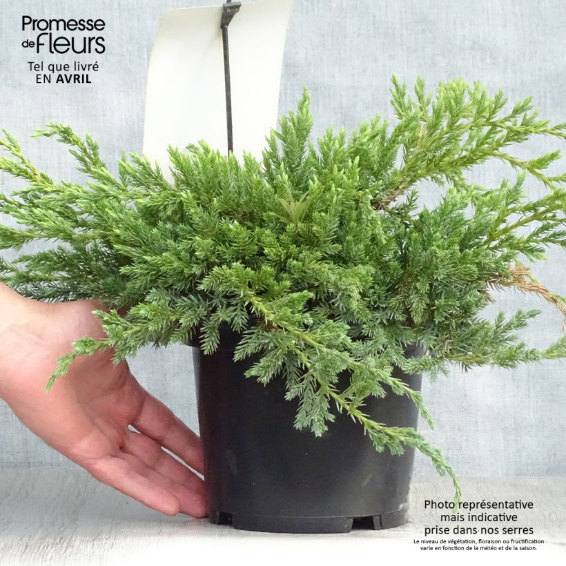 Spécimen de Genévrier écailleux - Juniperus squamata Blue Carpet Pot de 2L/3L tel que livré au printemps