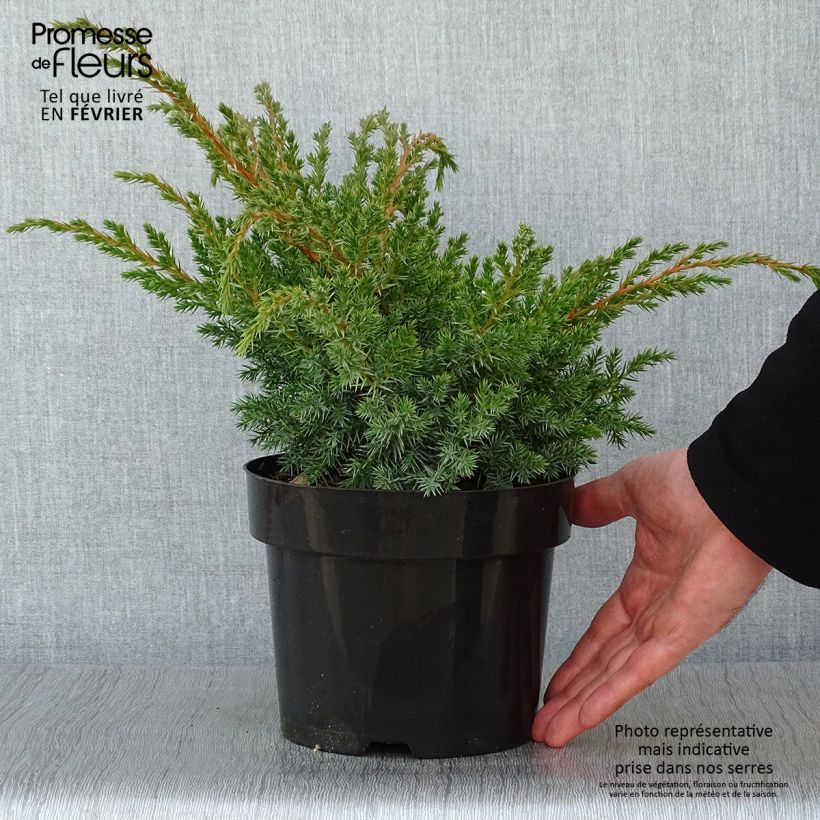 Spécimen de Genévrier écailleux - Juniperus squamata Blue Swede Pot de 2L/3L tel que livré en hiver