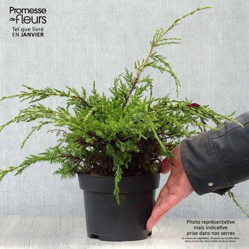 Spécimen de Genévrier écailleux - Juniperus squamata Holger Pot de 2L/3L tel que livré en hiver