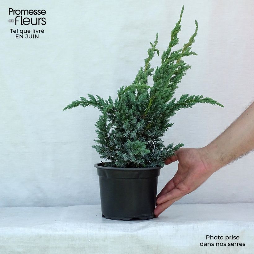 Spécimen de Genévrier écailleux - Juniperus squamata Meyeri Pot de 3L/4L tel que livré en été