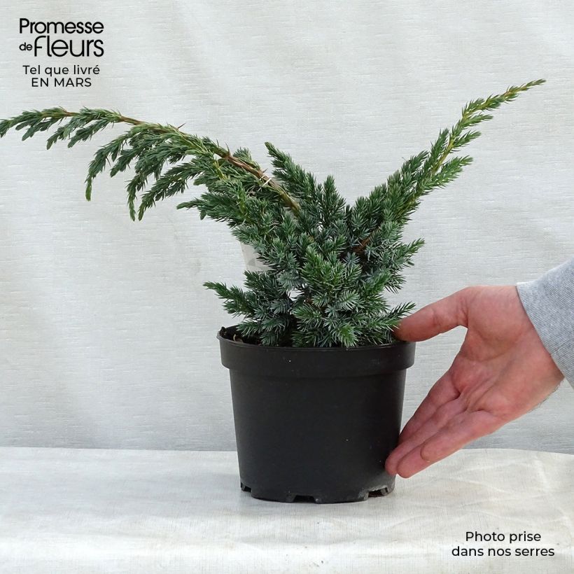 Amostra de Juniperus squamata Meyeri Vaso de 3 L/4 L tal como entregue na primavera
