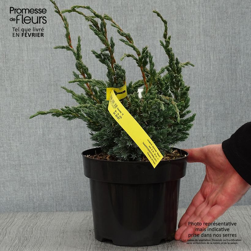 Spécimen de Genévrier écailleux - Juniperus squamata Meyeri Pot de 3L/4L tel que livré en hiver