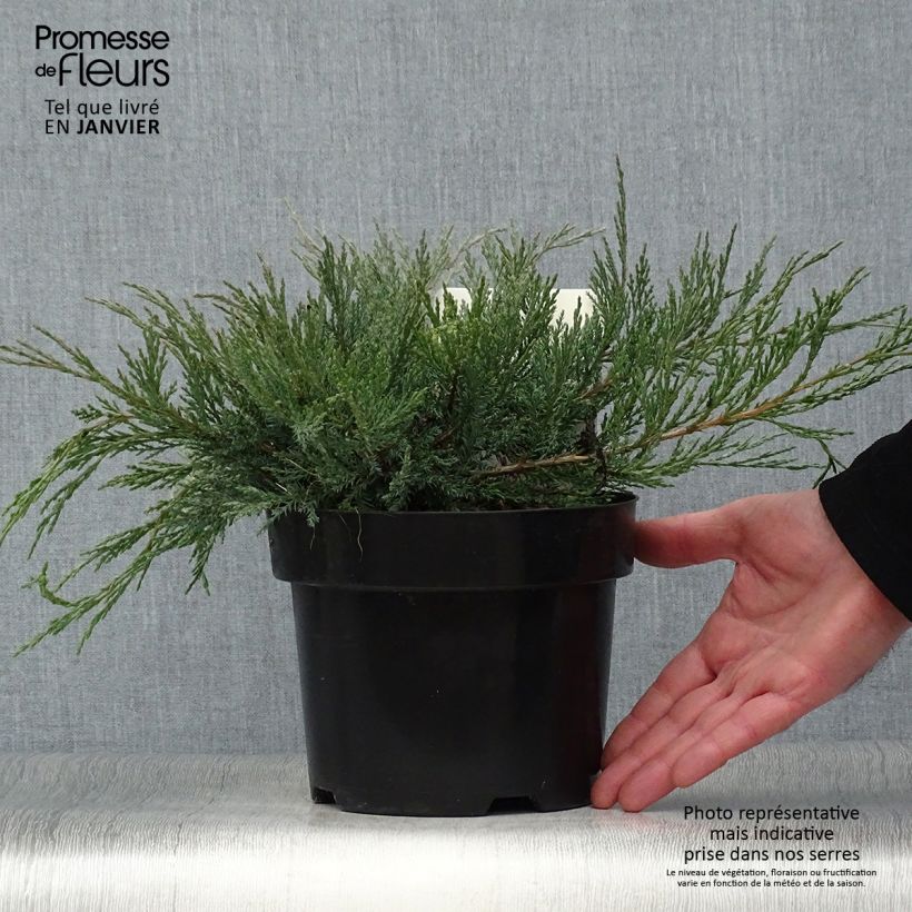 Spécimen de Genévrier horizontal - Juniperus horizontalis Agnieszka Pot de 2L/3L tel que livré en hiver