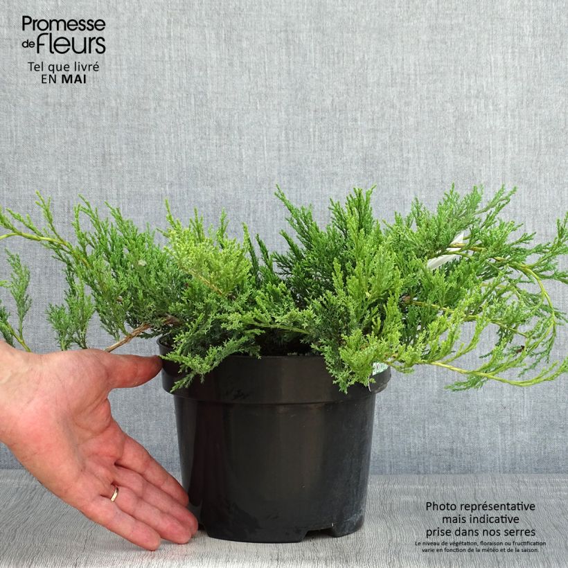 Spécimen de Genévrier horizontal - Juniperus horizontalis Agnieszka Pot de 2L/3L tel que livré au printemps