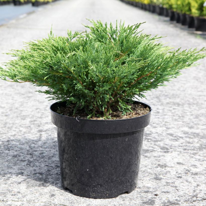 Genévrier horizontal - Juniperus horizontalis Andorra Compact (Port)