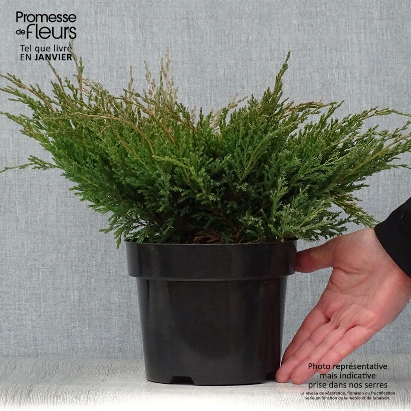 Spécimen de Genévrier horizontal - Juniperus horizontalis Andorra Compact Pot de 2L/3L tel que livré en hiver