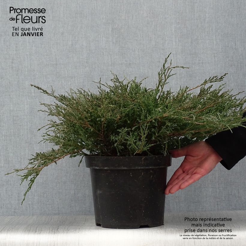 Spécimen de Genévrier horizontal - Juniperus horizontalis Andorra Compact Pot de 7,5L/10L tel que livré en hiver
