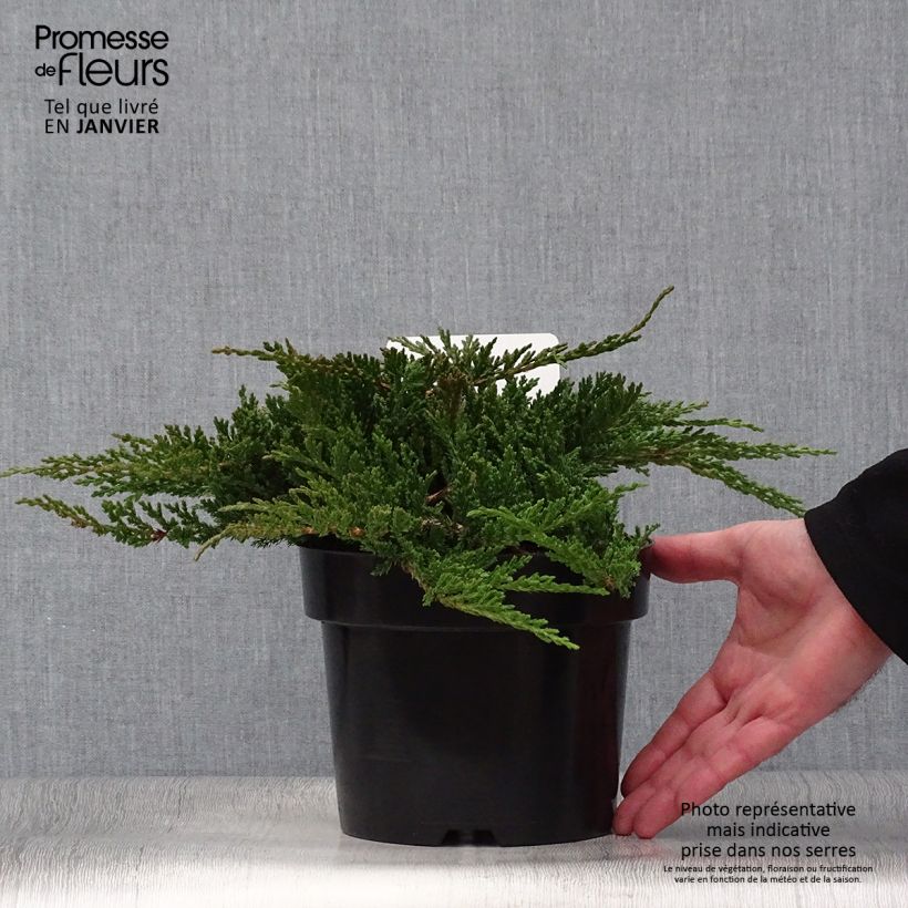 Spécimen de Genévrier horizontal - Juniperus horizontalis Prince Of Wales Pot de 2L/3L tel que livré en hiver