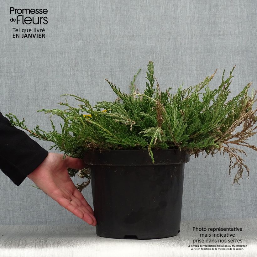 Spécimen de Genévrier horizontal - Juniperus horizontalis Prince Of Wales Pot de 7,5L/10L tel que livré en hiver