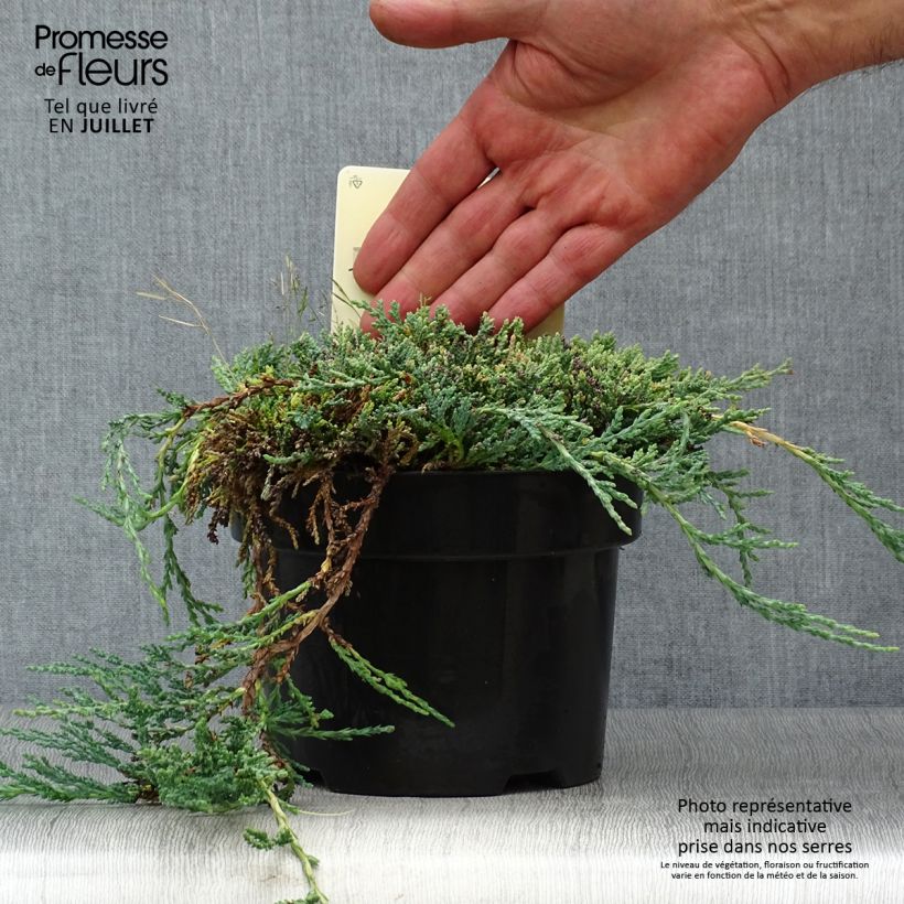 Spécimen de Genévrier rampant - Juniperus horizontalis Icee Blue Pot de 2L/3L tel que livré en été