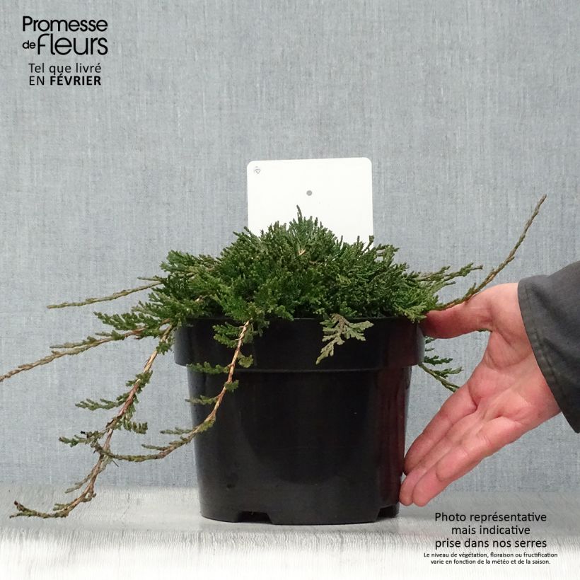 Spécimen de Genévrier rampant - Juniperus horizontalis Wiltonii Pot de 3L/4L tel que livré en hiver