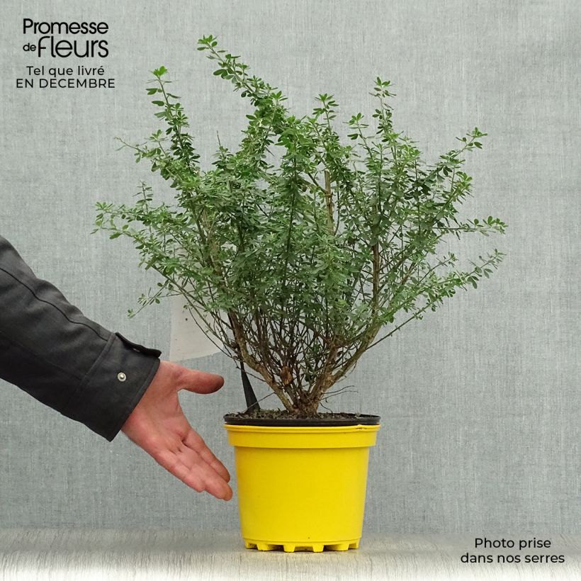 Spécimen de Genista Porlock - Genêt Pot de 2L/3L tel que livré en hiver