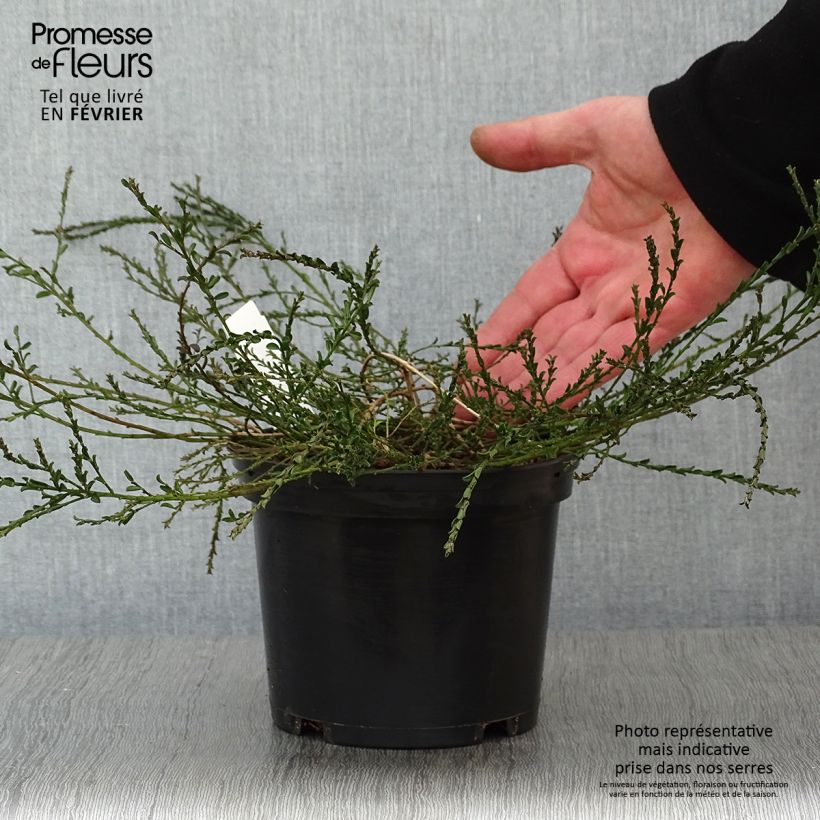 Spécimen de Genista pilosa Vancouver Gold - Genêt poilu Pot de 2L/3L tel que livré en hiver