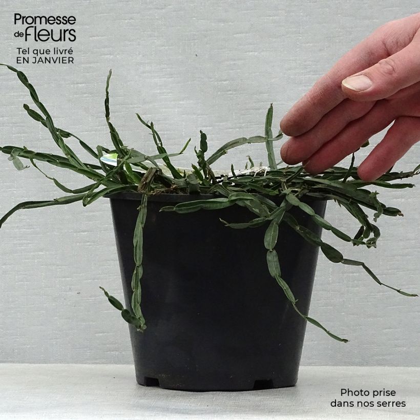 Spécimen de Genista sagittalis - Genêt ailé Pot de 2L/3L tel que livré en hiver