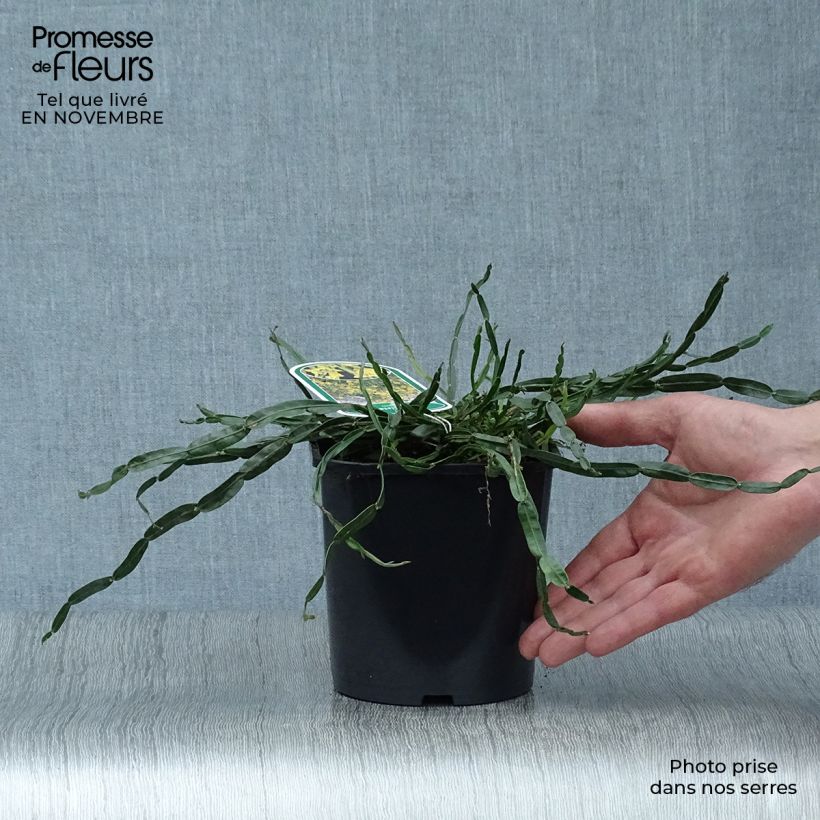Spécimen de Genista sagittalis - Genêt ailé Pot de 2L/3L tel que livré en automne