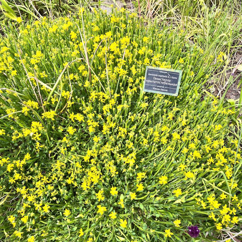 Genista sagittalis - Genêt ailé (Port)