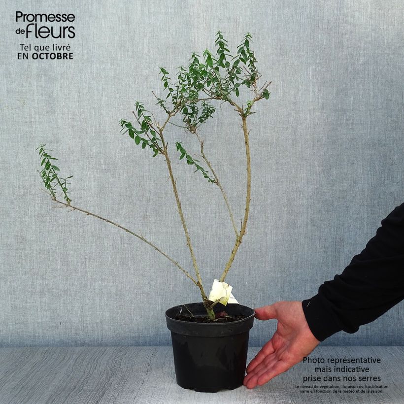 Spécimen de Genista tinctoria Plena - Genêt des teinturiers Pot de 2L/3L tel que livré en automne