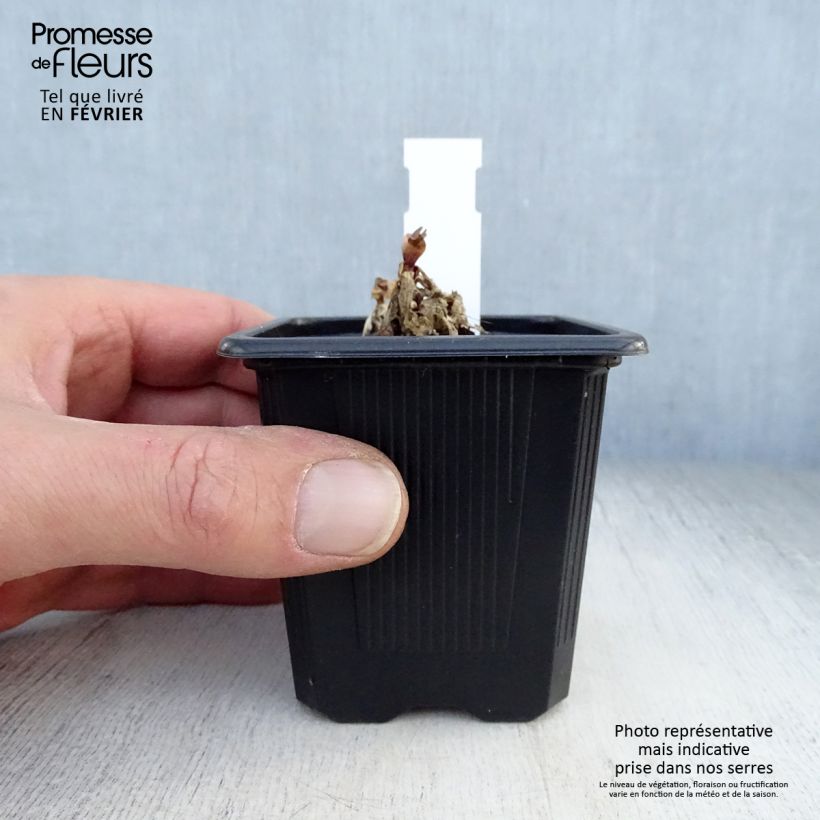 Spécimen de Gentiana Blue Star ® - Gentiane Godet de 8/9 cm tel que livré en hiver