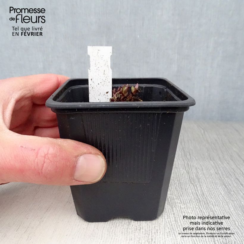 Spécimen de Gentiana True Blue - Gentiane Godet de 8/9 cm tel que livré en hiver