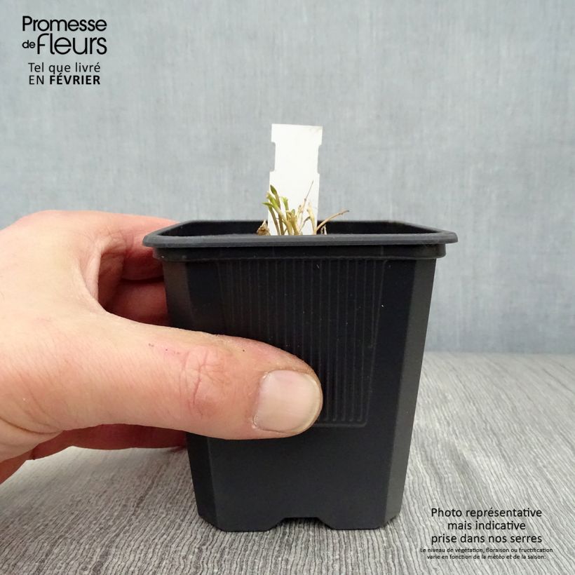 Spécimen de Gentiana White Magic - Gentiane Godet de 8/9 cm tel que livré en hiver