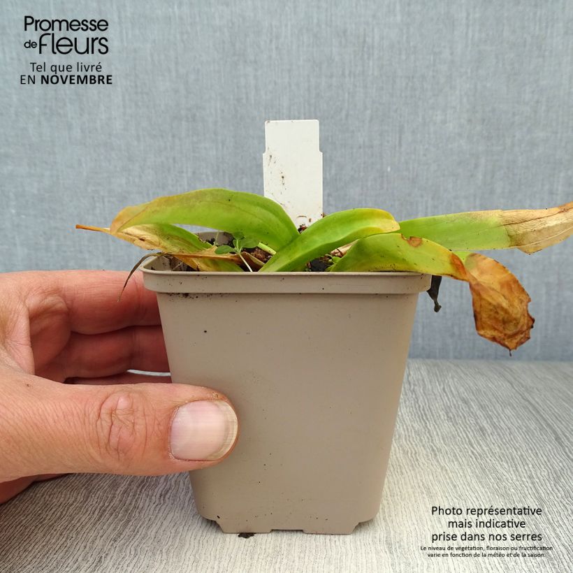 Spécimen de Gentiana cruciata - Gentiane croisette Godet de 8/9 cm tel que livré en automne
