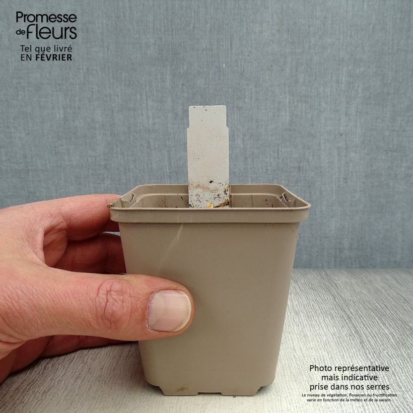 Spécimen de Gentiana cruciata - Gentiane croisette Godet de 8/9 cm tel que livré en hiver