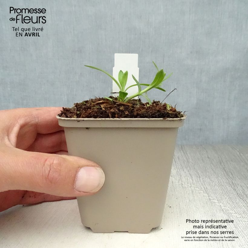 Spécimen de Gentiana cruciata - Gentiane croisette Godet de 8/9 cm tel que livré au printemps