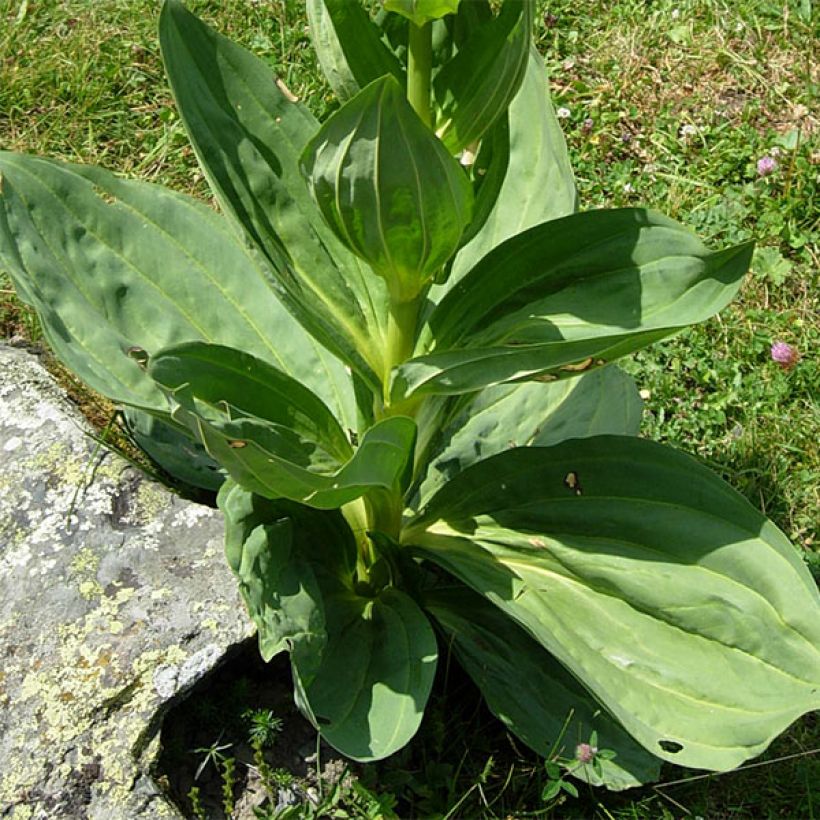 Gentiana lutea - Gentiane jaune (Feuillage)