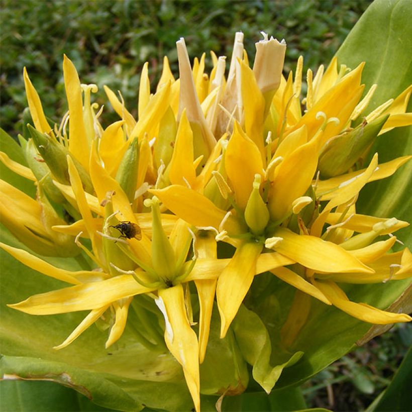 Gentiana lutea - Gentiane jaune (Floraison)