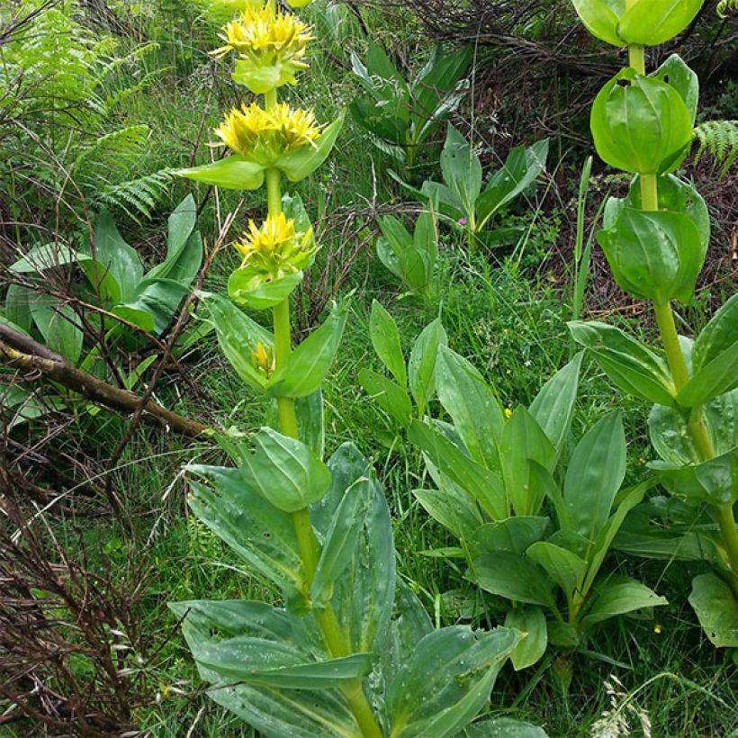 Gentiana lutea (Hábito)