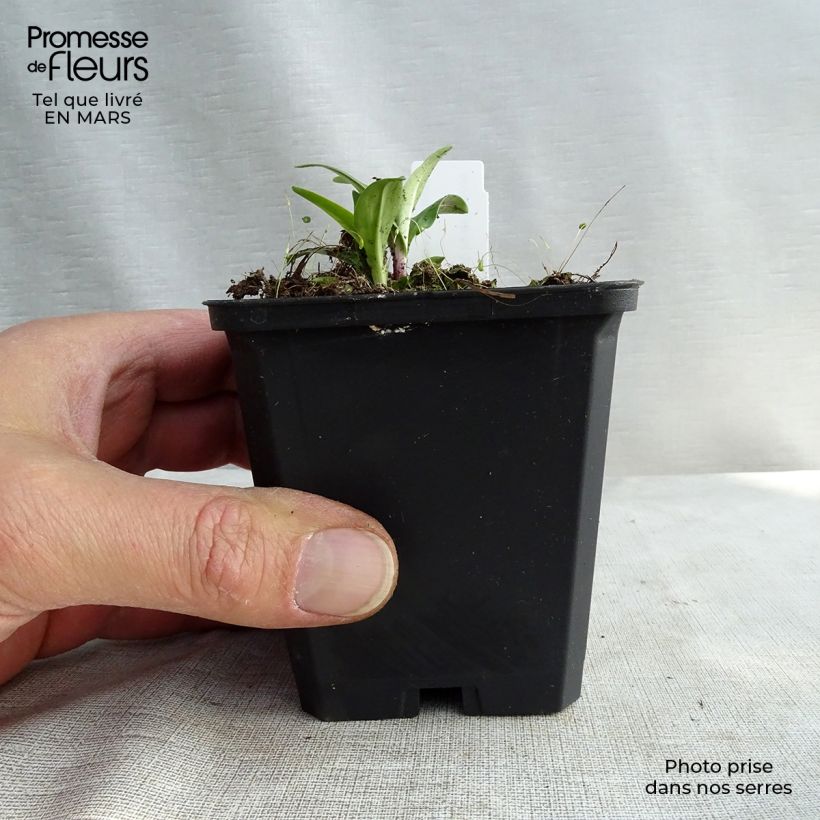 Spécimen de Gentiana lutea - Gentiane jaune Godet de 8/9 cm tel que livré en hiver