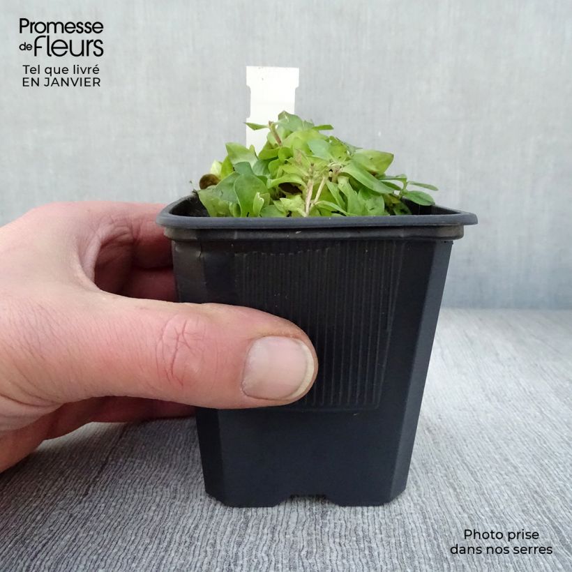 Spécimen de Gentiane Little Pinkie Godet de 8/9 cm tel que livré en hiver