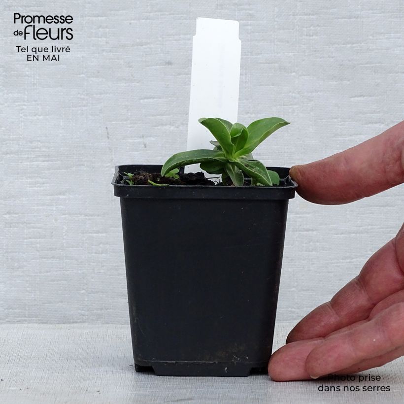 Gentiana acaulis Maceta de 8/9 cm Ejemplar entregado en la primavera