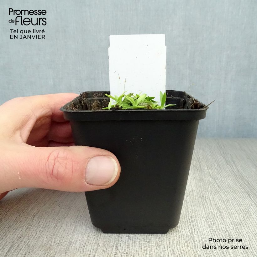 Spécimen de Gentiane acaulis - Gentiane des Alpes Godet de 8/9 cm tel que livré en hiver