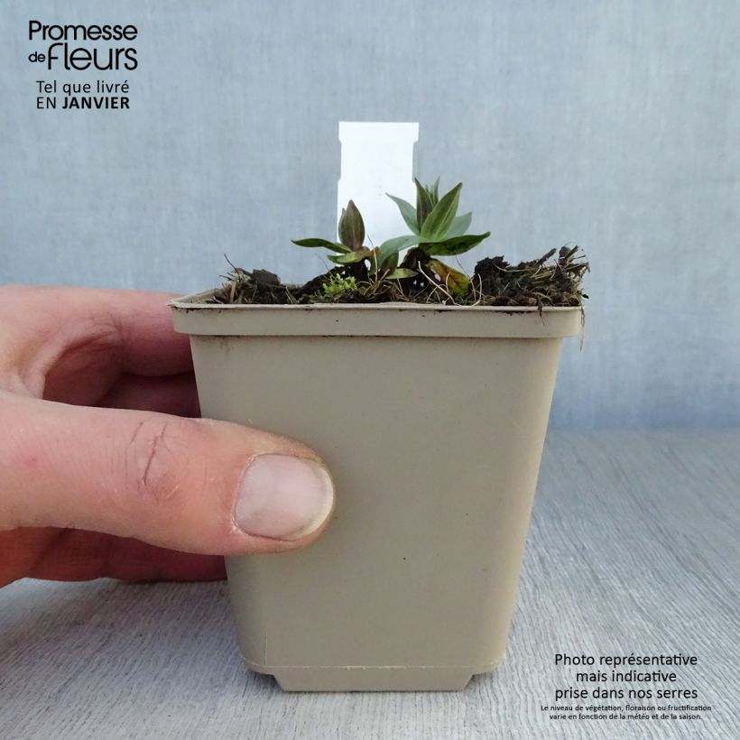 Spécimen de Gentiane asclépiade - Gentiana asclepiadea Godet de 8/9 cm tel que livré en hiver