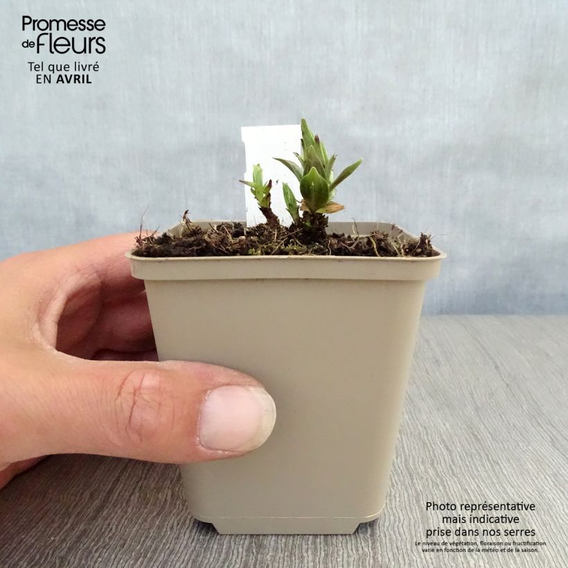 Spécimen de Gentiane asclépiade - Gentiana asclepiadea Godet de 8/9 cm tel que livré au printemps