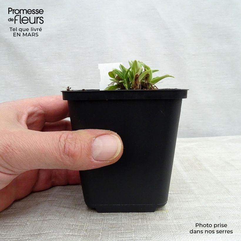 Gentiana dahurica - Genziana Vasetto da 8/9 cm esemplare consegnato in primavera