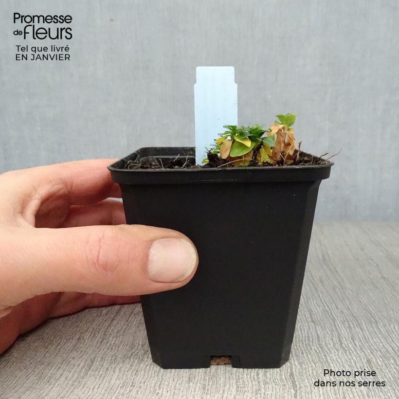 Spécimen de Gentiane septemfida var. lagodechiana Godet de 8/9 cm tel que livré en hiver