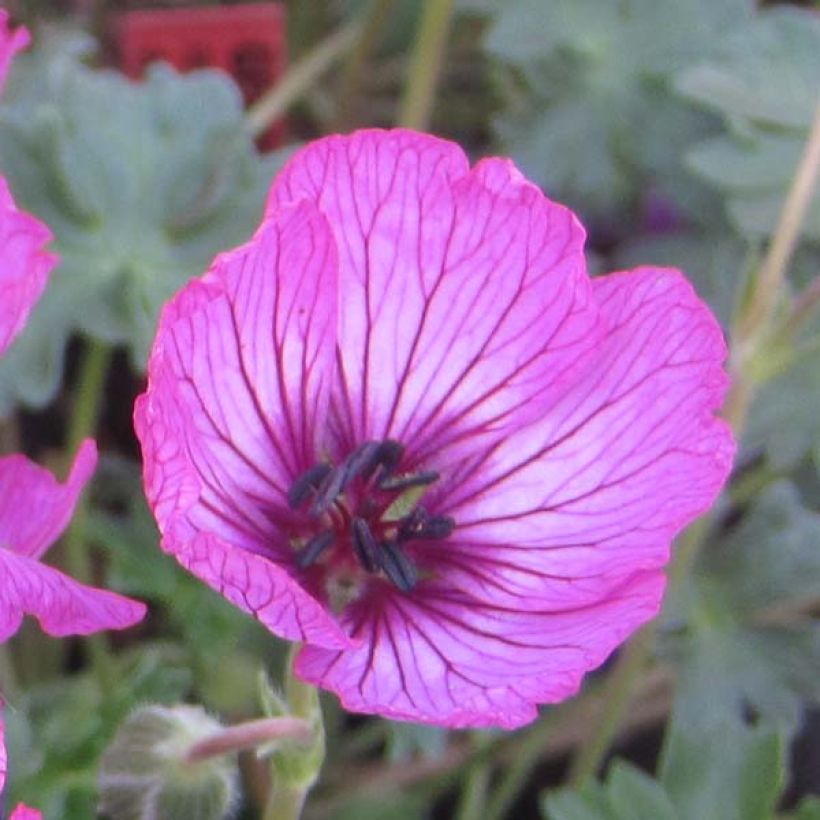 Géranium vivace cinereum Carol (Floraison)