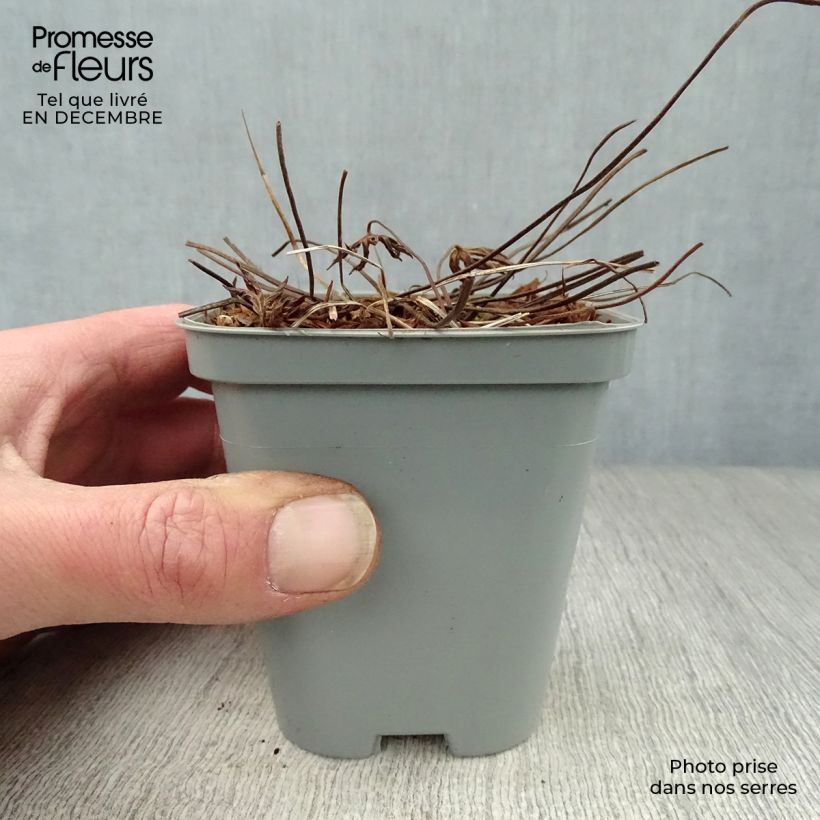 Spécimen de Geranium Eureka Blue - géranium vivace Godet de 8/9 cm tel que livré en hiver