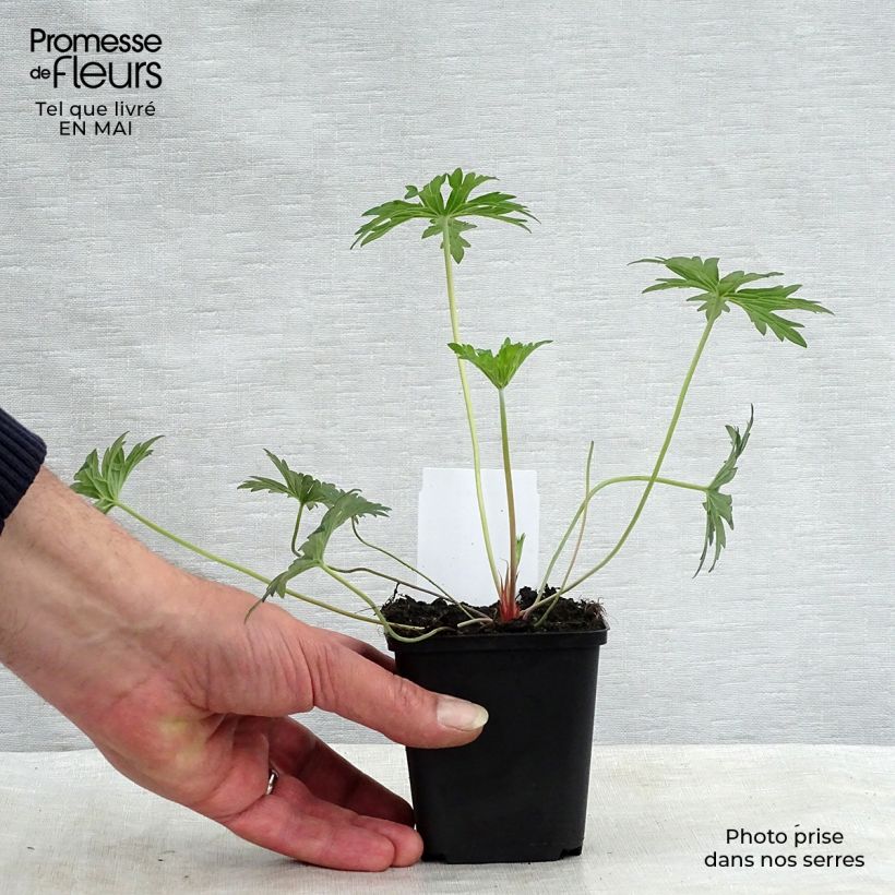 Spécimen de Geranium Eureka Blue - géranium vivace Godet de 8/9 cm tel que livré au printemps