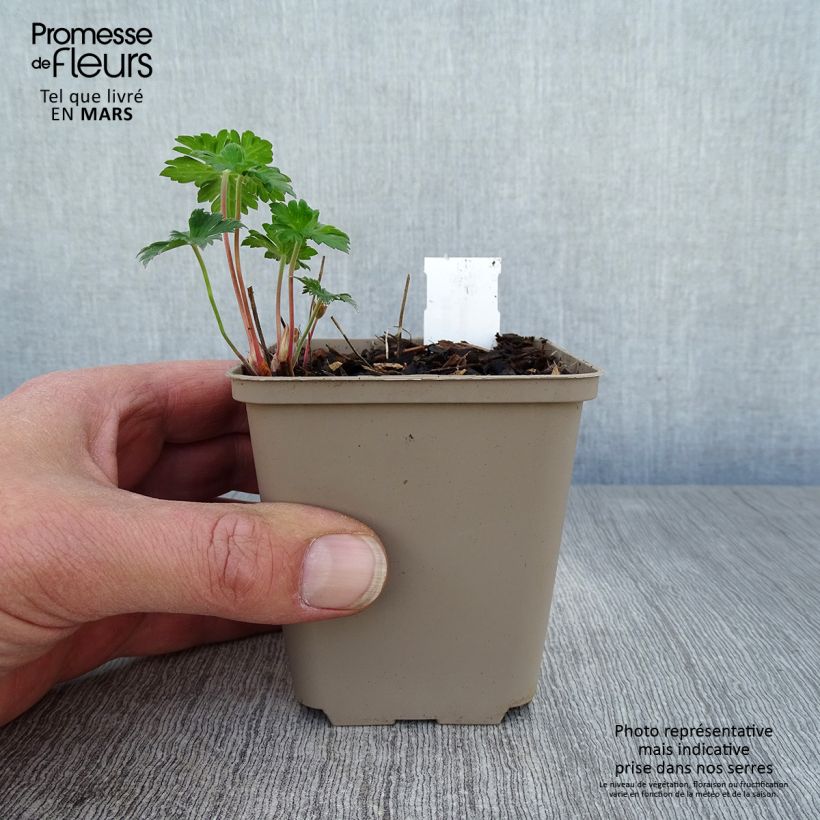 Spécimen de Geranium himalayense Irish Blue - Géranium vivace de l'Himalaya Godet de 8/9 cm tel que livré au printemps
