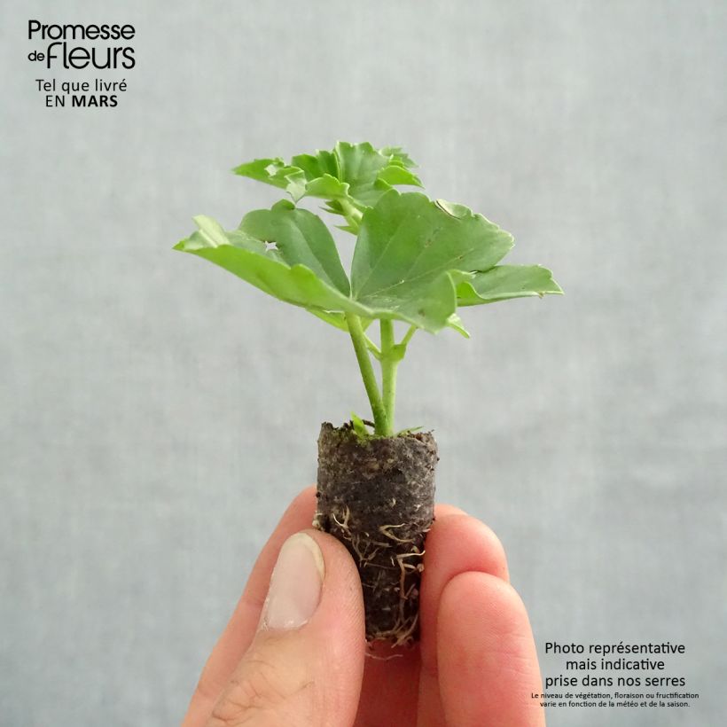 Spécimen de Géranium-lierre Roi des Balcons Desrumeaux Mini-motte Ø 3/4 cm, Livré en plant vert de 5 à 10 cm de hauteur tel que livré au printemps