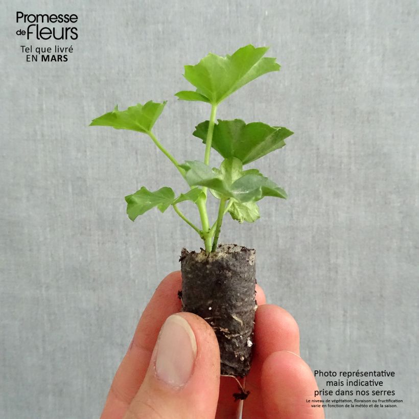Spécimen de Géranium-lierre Roi des Balcons rouge Imperial Mini-motte Ø 1,5/2,5 cm, Plant vert de 5 à 10 cm de hauteur tel que livré au printemps