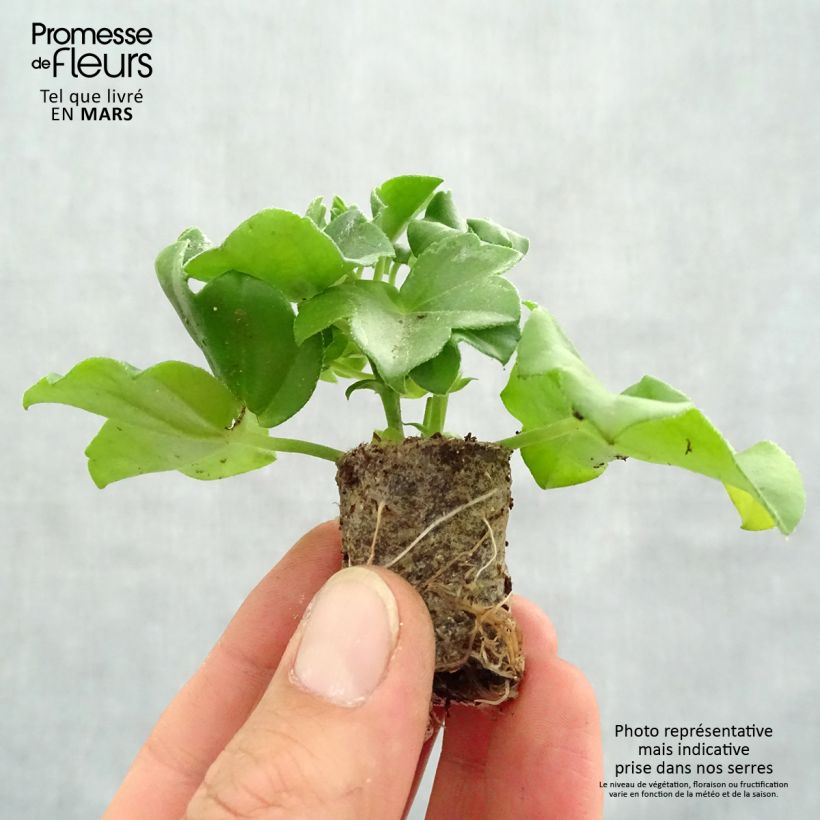 Spécimen de Géranium-lierre double Rouletta (Mexikanerin)  Mini-motte Ø 3/4 cm, Plant vert de 5 à 10 cm de haut tel que livré au printemps