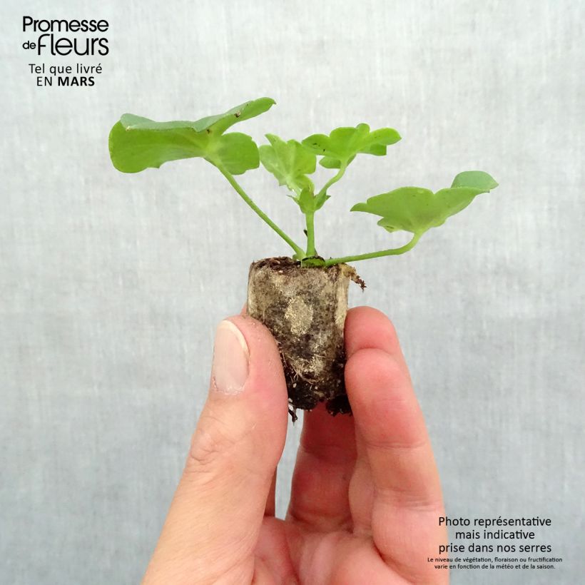 Spécimen de Géranium-lierre simple PAC Happy Face Amethyst    Mini-motte Ø 3/4 cm, Plant vert de 5 à 10 cm de haut tel que livré au printemps
