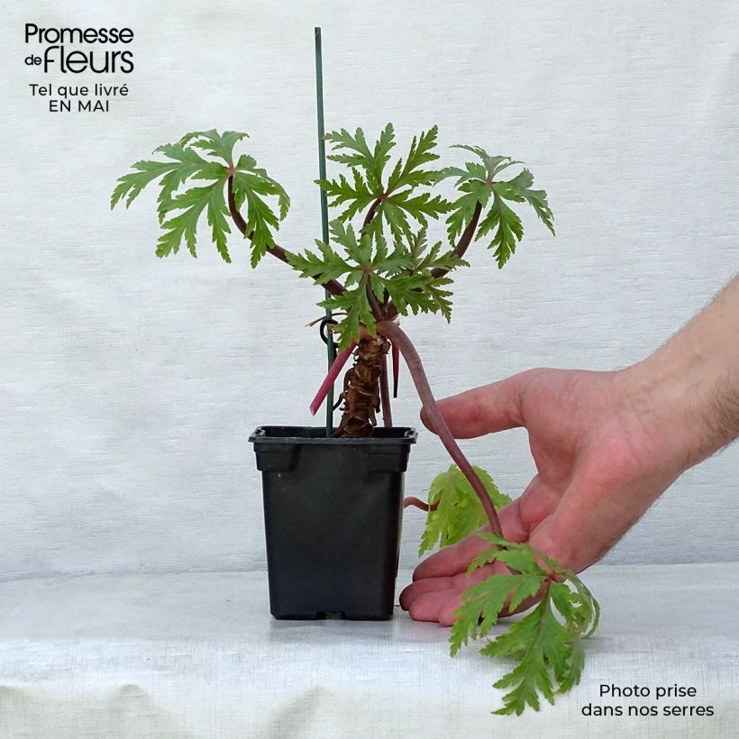 Amostra de Geranium maderense Vaso de 7/8 cm tal como entregue na primavera